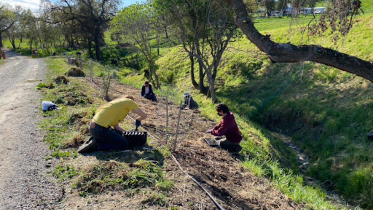 PCC OneCreek Technicians plant in a native plant hedgerow along a burned area from the LNU Fire.