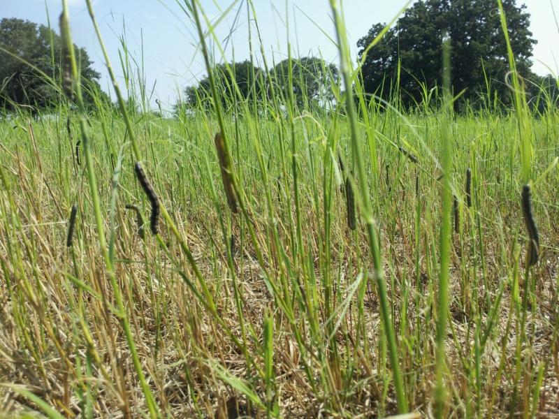 Emergency Army Worm Alert!