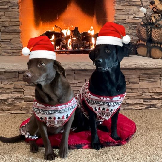 Rescued Christmas Eve 2019