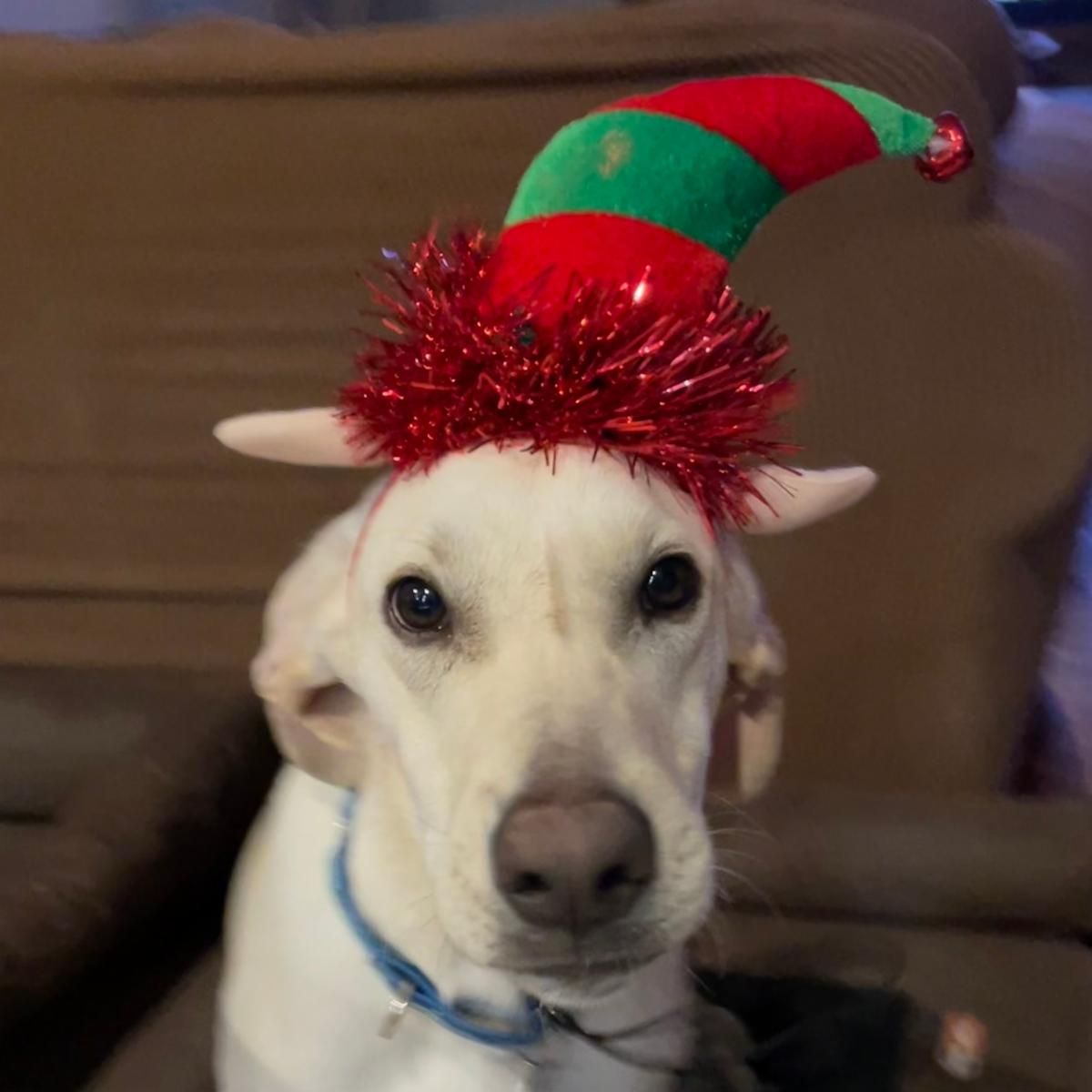 Rescued 11-21. Adopted 2-23