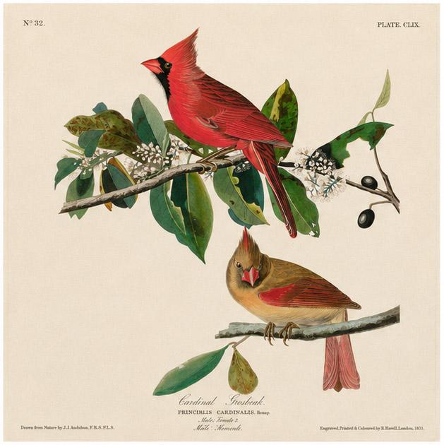 Historical illustration of a male and female Northern Cardinal perched among leafy branches.