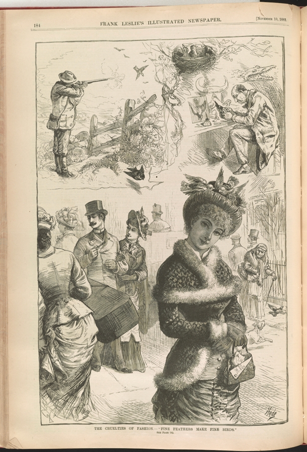 1881 illustration depicting birds being hunted and collected for feathers used to decorate women's hats.