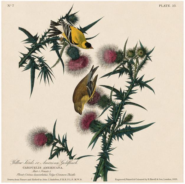 Historical illustration of American Goldfinches perched on flowering thistles.