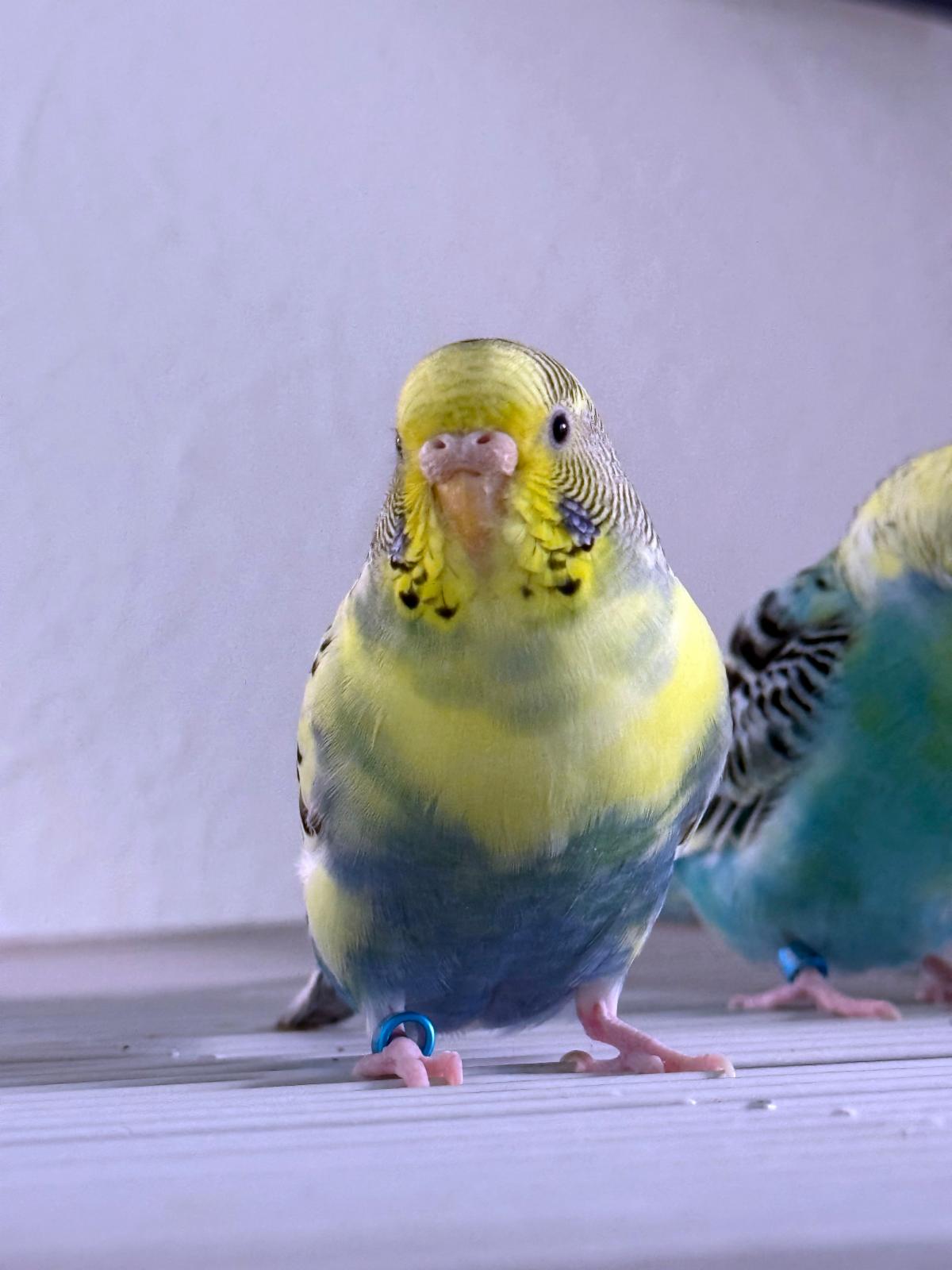 Colette, a yellow and blue Budgie, standing on top of a cage, looking at the camera