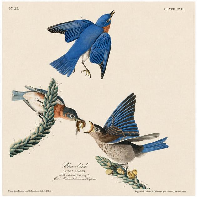 Historical illustration of Eastern Bluebirds perched and flying among branches.