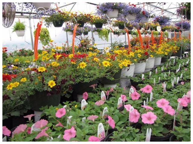 New Potting Station At Redbud Farms And Nurseries New Potting Station At Redbud Farms And