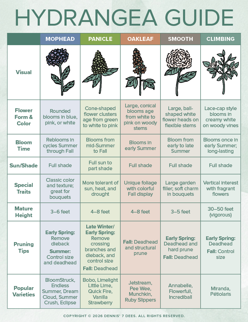 Which Hydrangea is Perfect for You? 💙💜🩷🤍