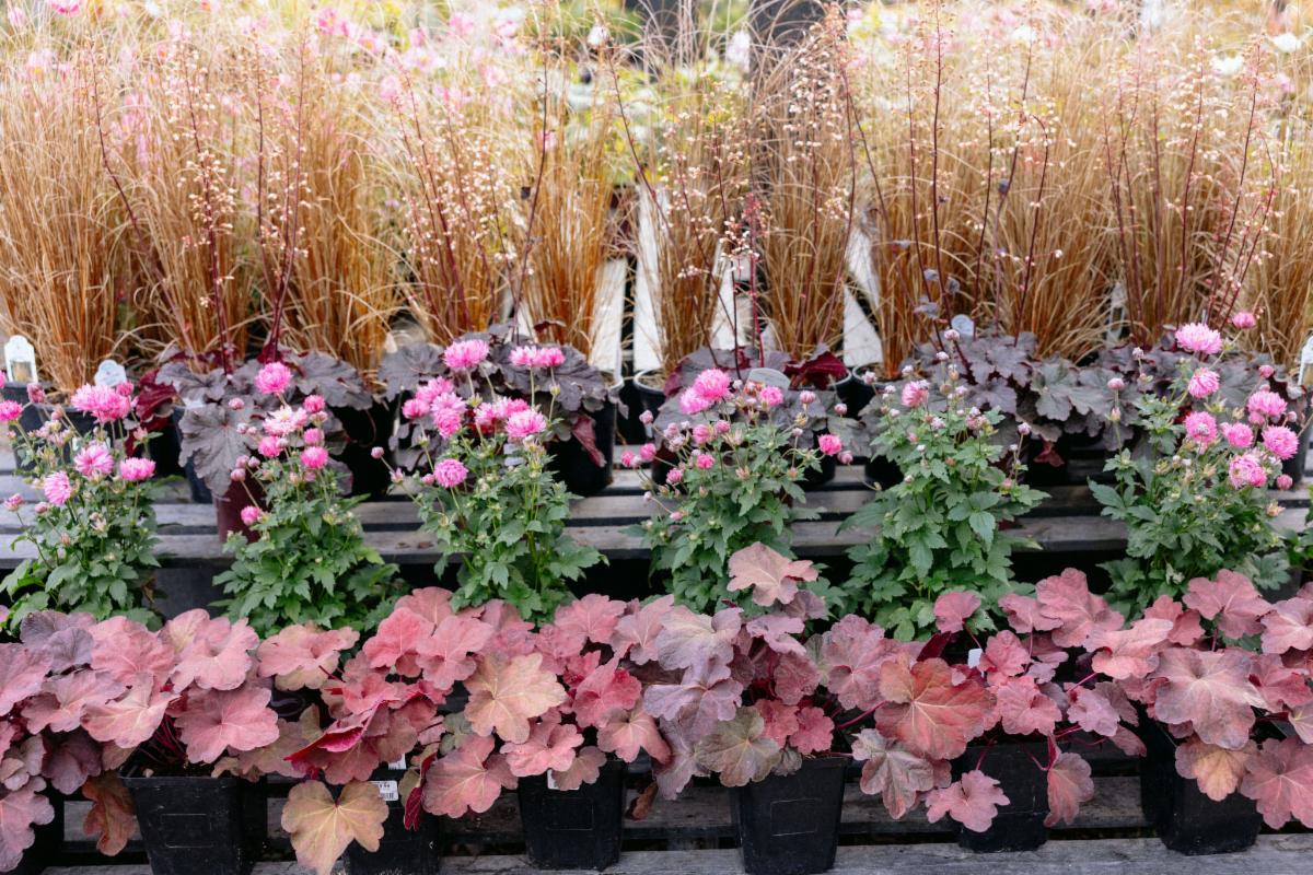 How to Make the Most of Fall in the Garden 🍂