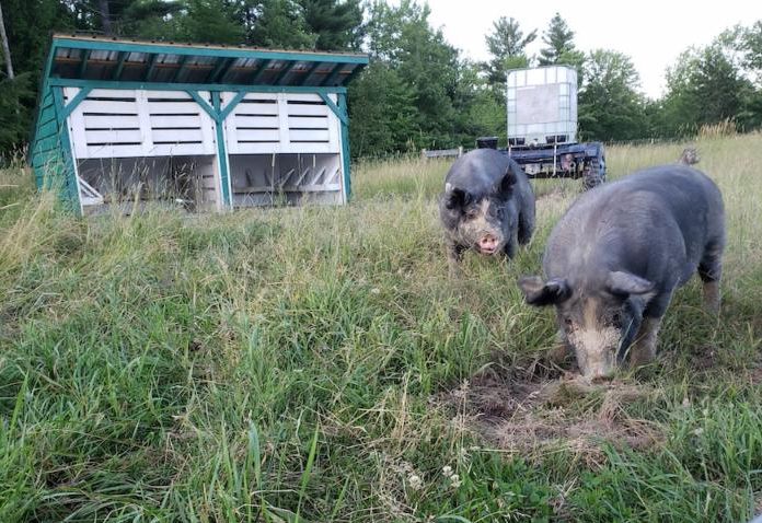 UMaine Berkshire pigs in pasture