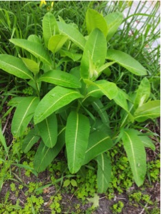 milkweed