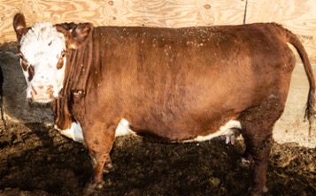 white face beef side view