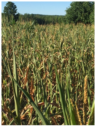 Field showing effects of drought