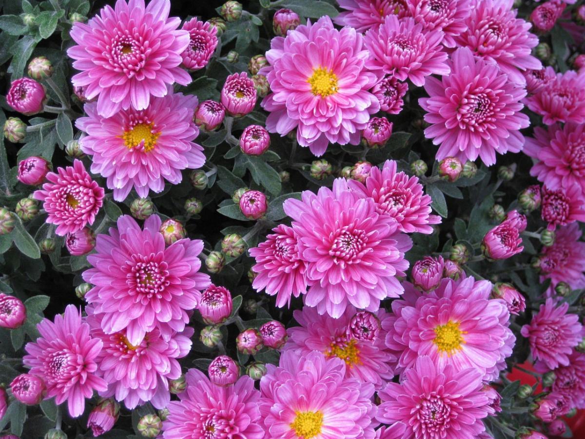 purple mums