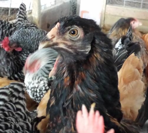 chicken