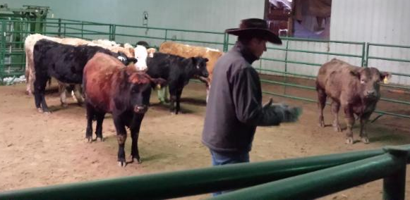 handling beef cattle
