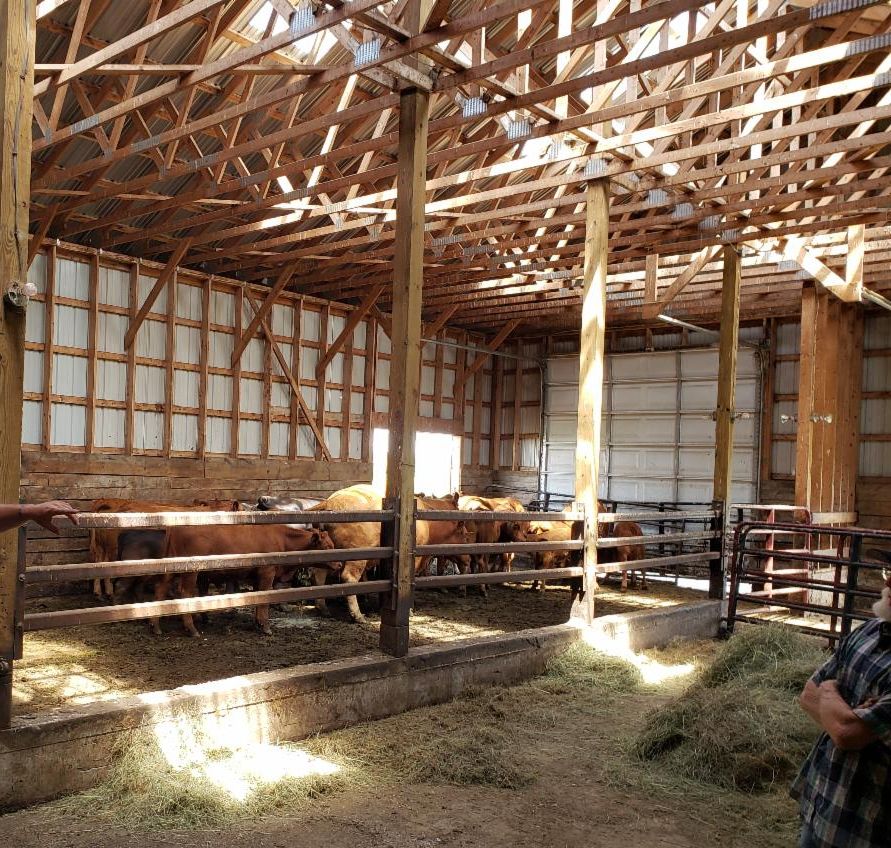 inside beef barn
