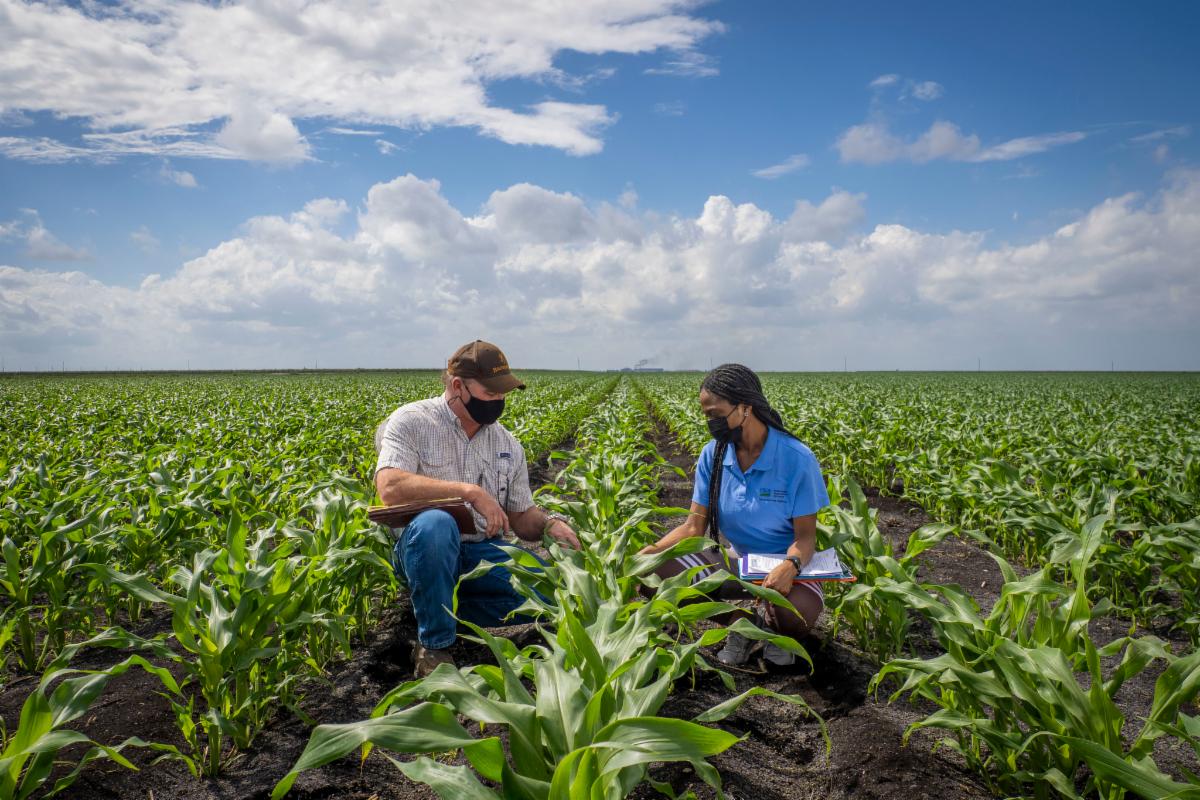 image of two farmers in a cornfield wearing masks
