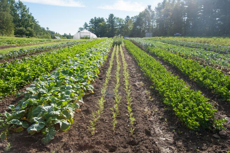 field of mixed vegetables 