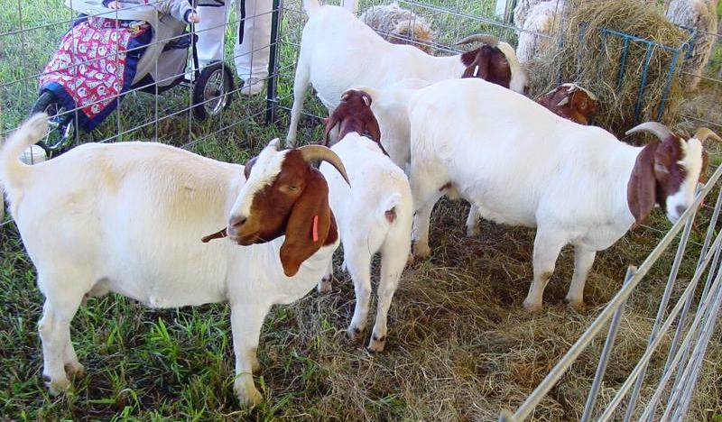 boar goats