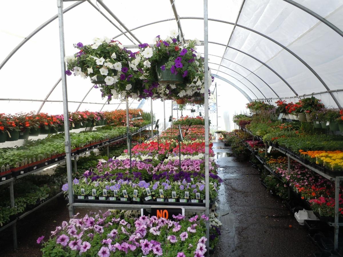 trays of flowers in a nursery