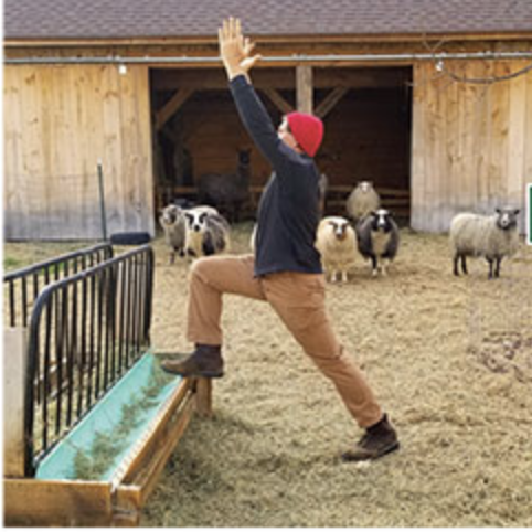 farmer doing warrior yoga pose in sheep pen