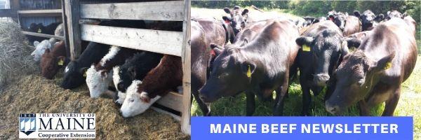 beef newsletter logo