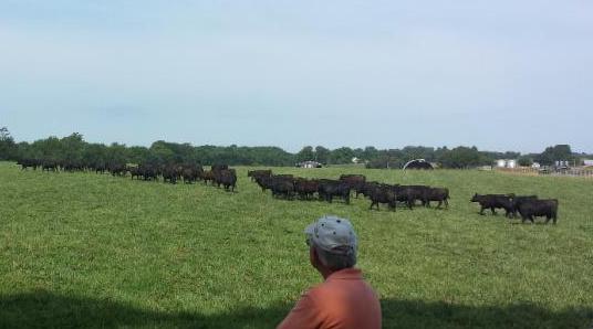 cattle heading out to graze