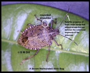 brown marmorated stink bug with labels