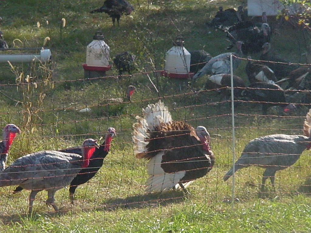 mature turkeys on pasture
