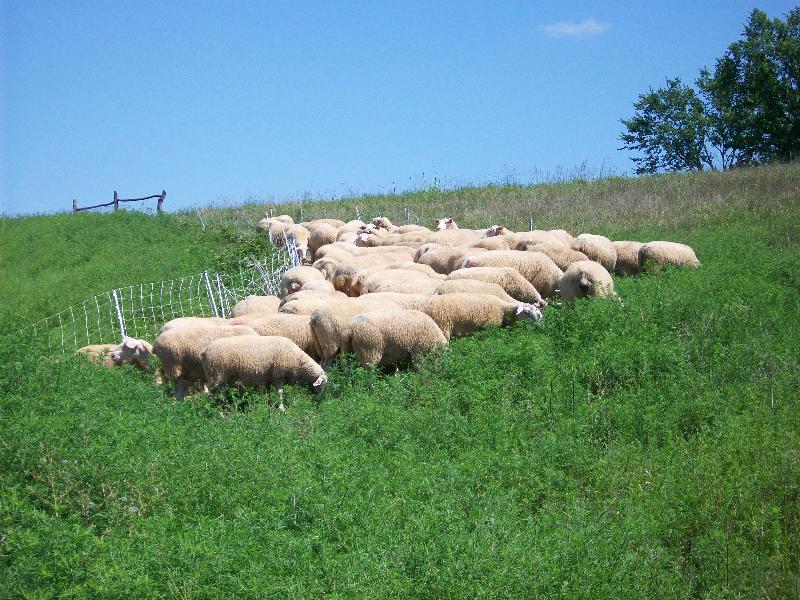 sheep on lush pasture