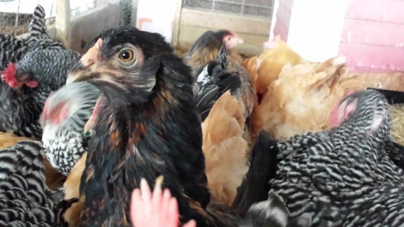 chickens