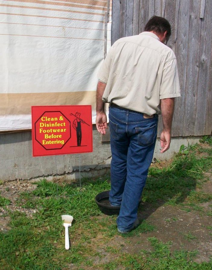 practicing biosecurity before going in livestock barn