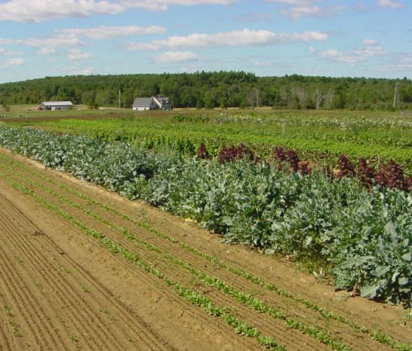 lettuce planted in field