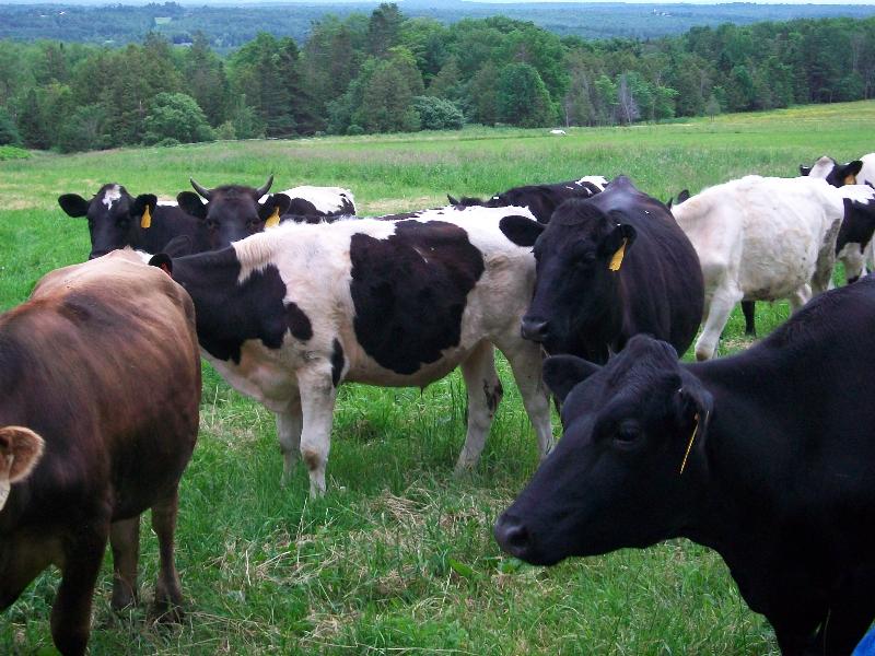mixed dairy cows
