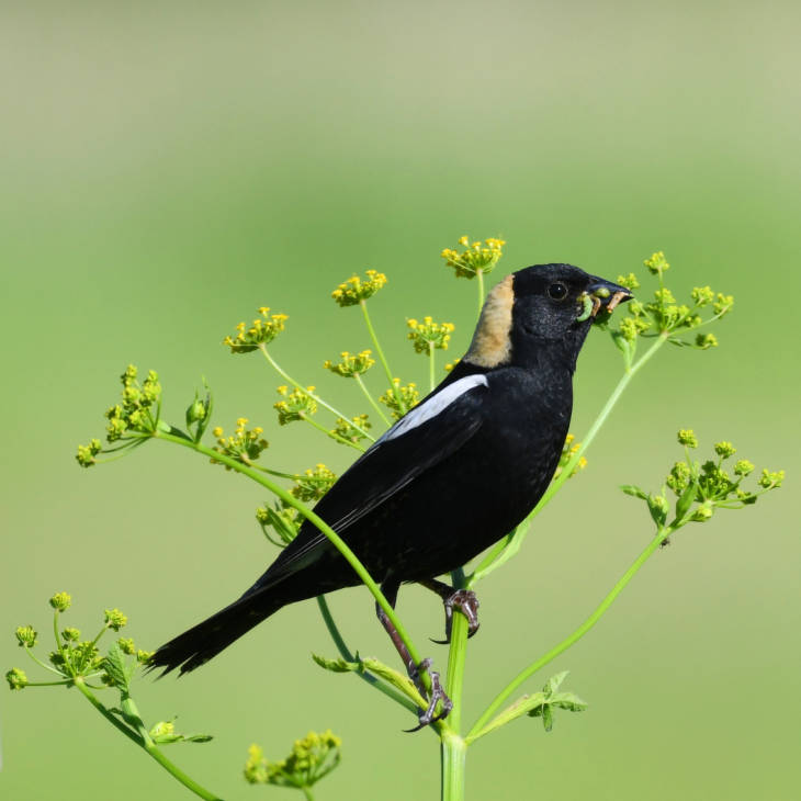 Bobolink male on flower