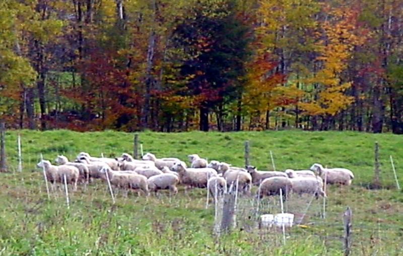 Sheep in Pasture