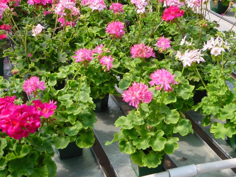 pink and white geraniums on trays in greenhouse