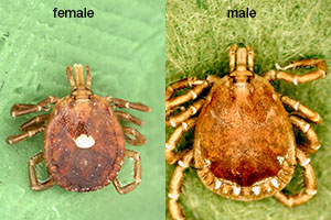 Lone Star Tick from MMCRI