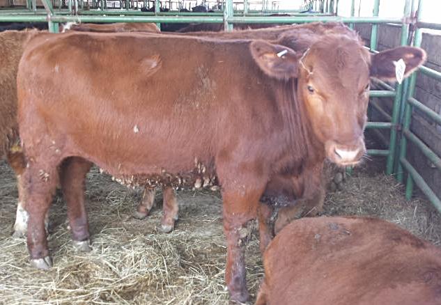 beef red at sale