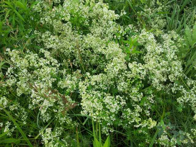 bedstraw in flower