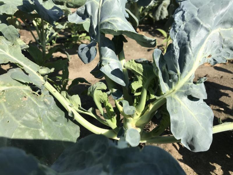 A headless broccoli plant that has been impacted by swede midge. In areas where the midge has become well established, the midge can cause 100 percent crop losses.Insect Agroegology and Evolution Lab / University of Vermont
