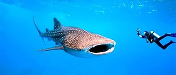 Whale Shark and SCUBA Diver Off M-Y Akiko The Maldives