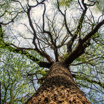 Tree Canopy.jpg