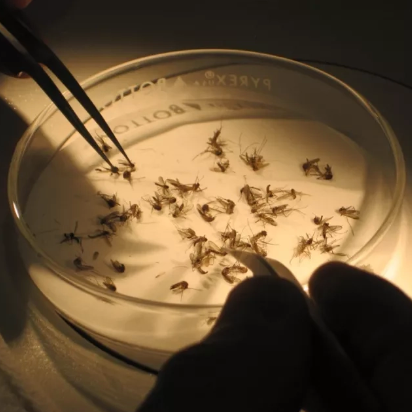 Using tweezers, mosquitos in a petri dish are examined under a bright light.
