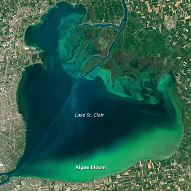 Arial view of Lake St. Clair near Detroit, Michigan. Most of the lake is dark blue, with some green swirls and a thick green band labeled algae bloom along the south edge.
