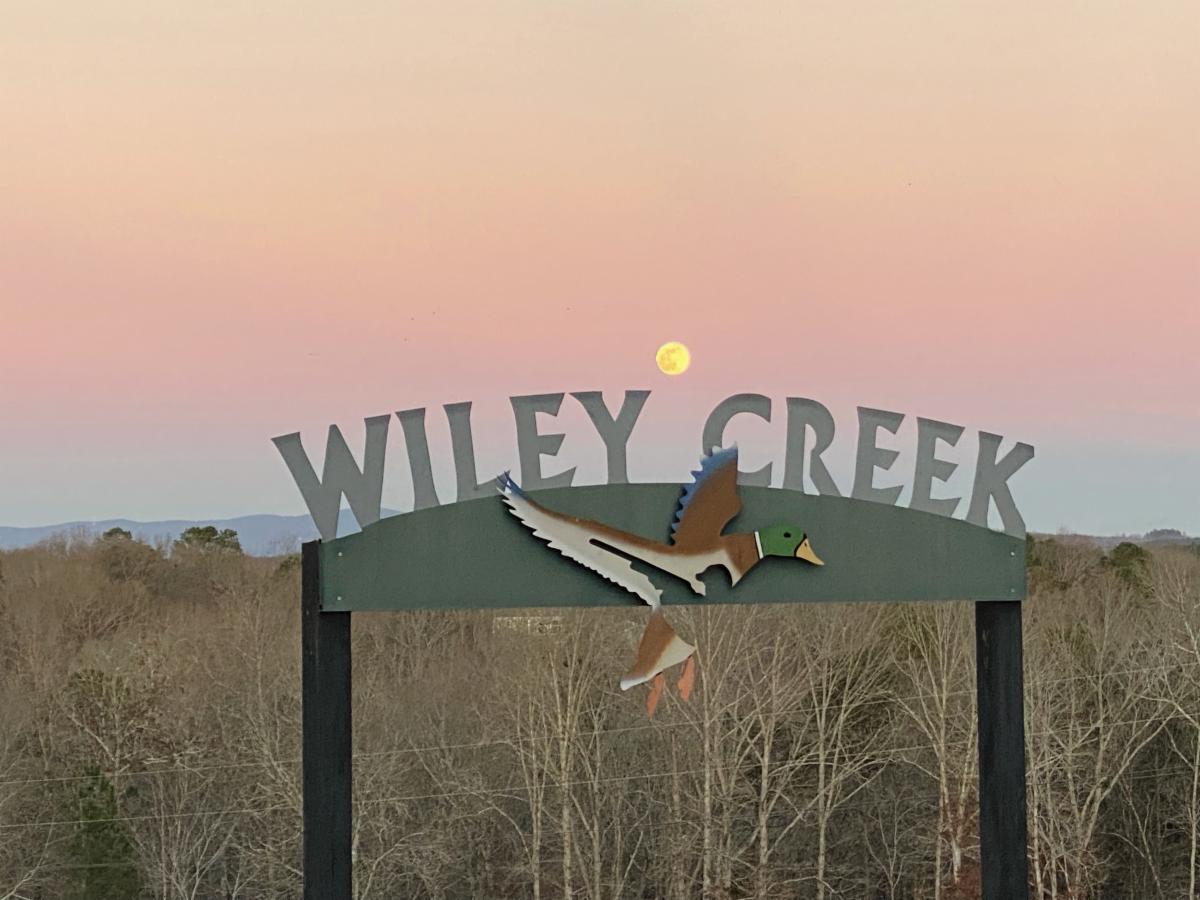 watercolor Seamless pattern with flying duck