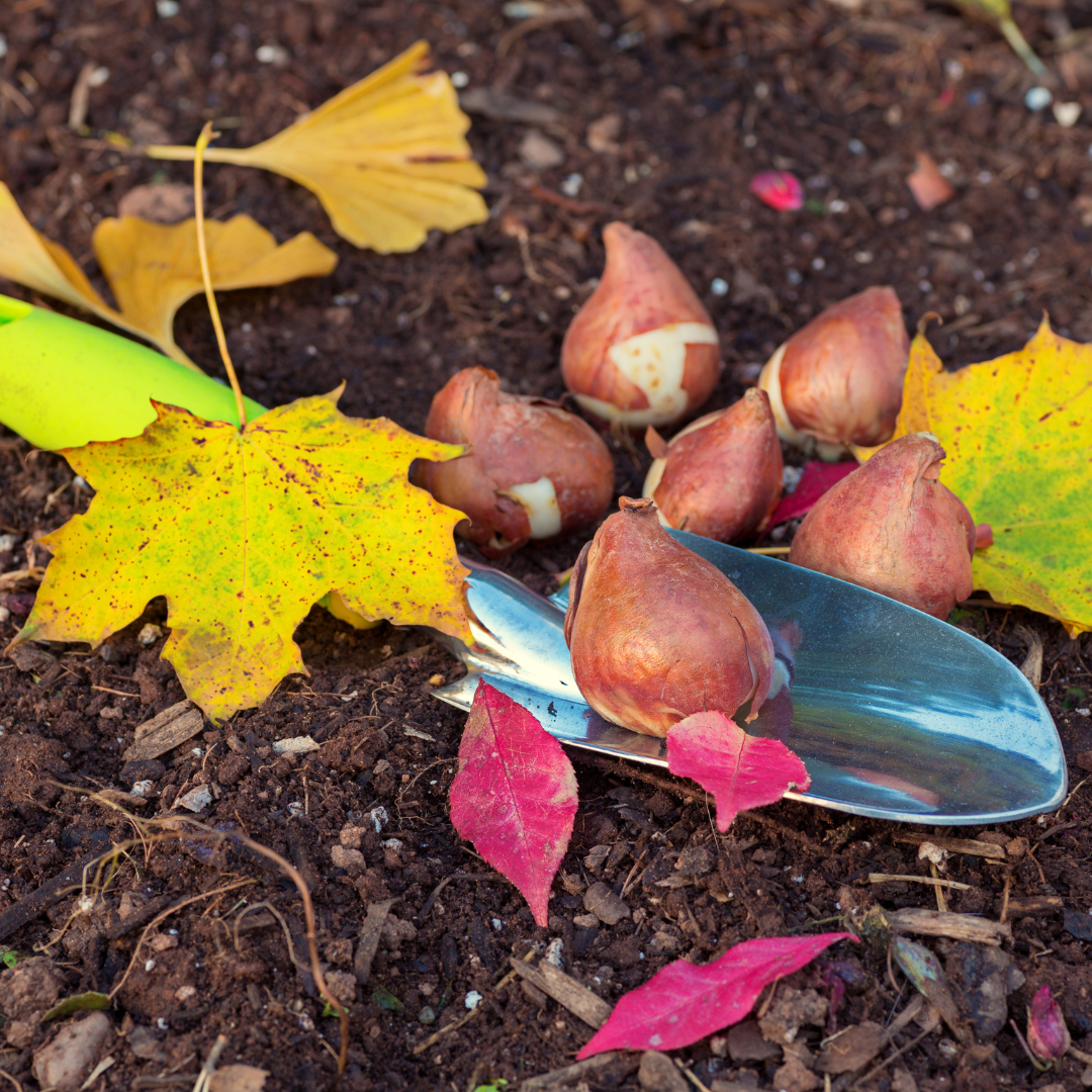 Planting fall bulbs