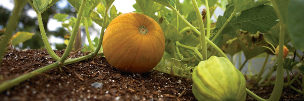 Pumpkin on vine