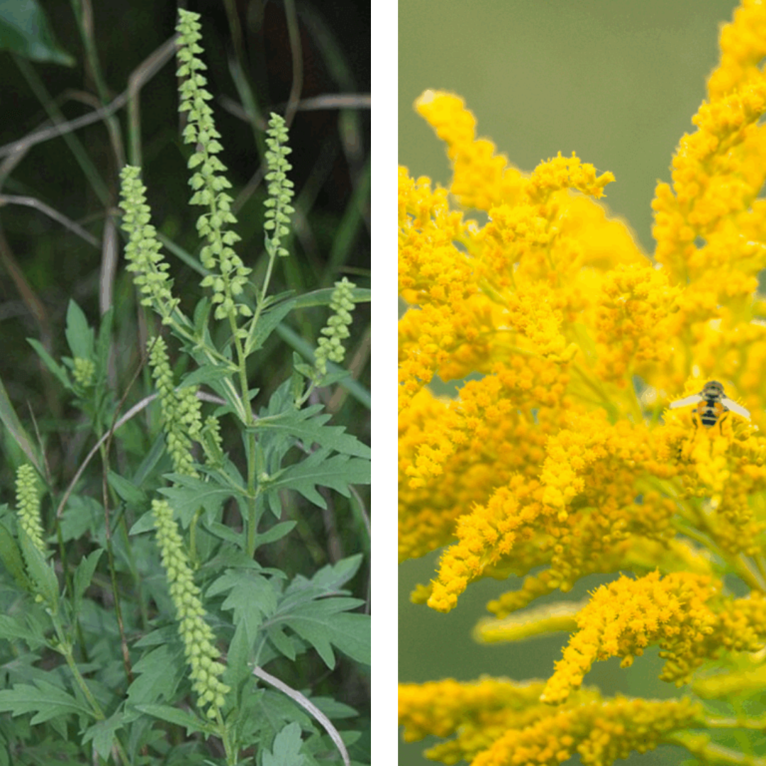 Ragweed vs. Goldenrod