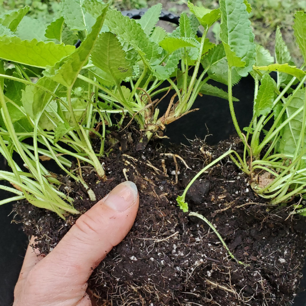 Planting perennials